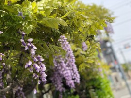 藤の花、とてもきれいに咲きました