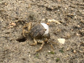 カニとり遠足