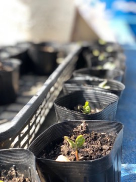 あさがおに芽が出ました!(年長)